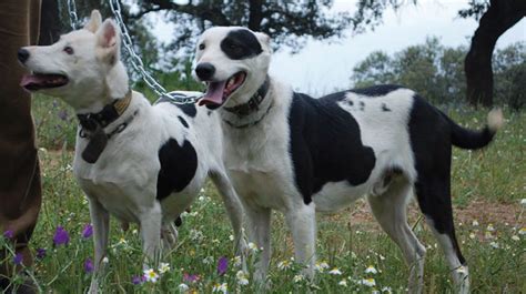 podenco paternino|Warren hound